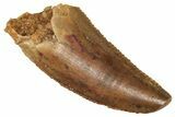 Serrated Raptor Tooth - Real Dinosaur Tooth #371483-1